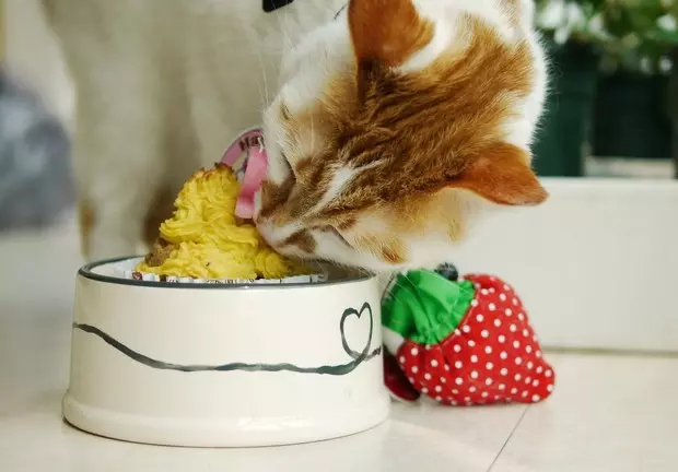 貓咪生日蛋糕←自製貓糧