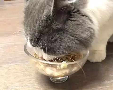 喵主子愛吃的貓飯飯