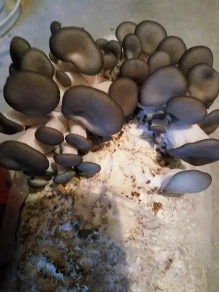 蘑菇Diy