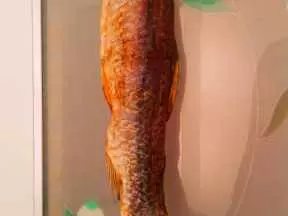 自製臘魚