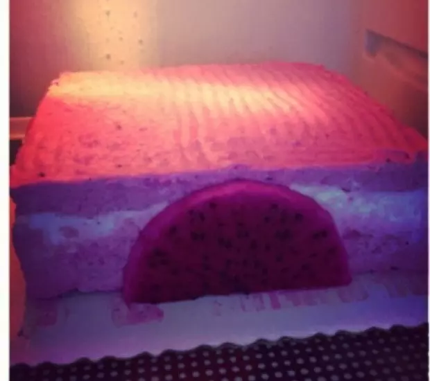 火龙果酸奶冻芝士蛋糕