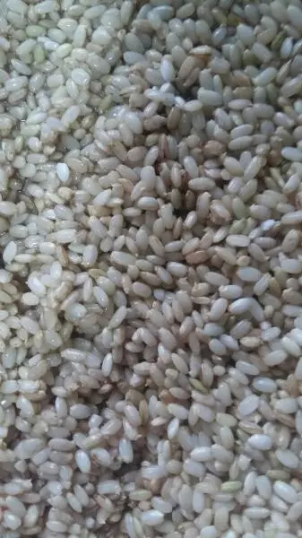 糙米发芽饭